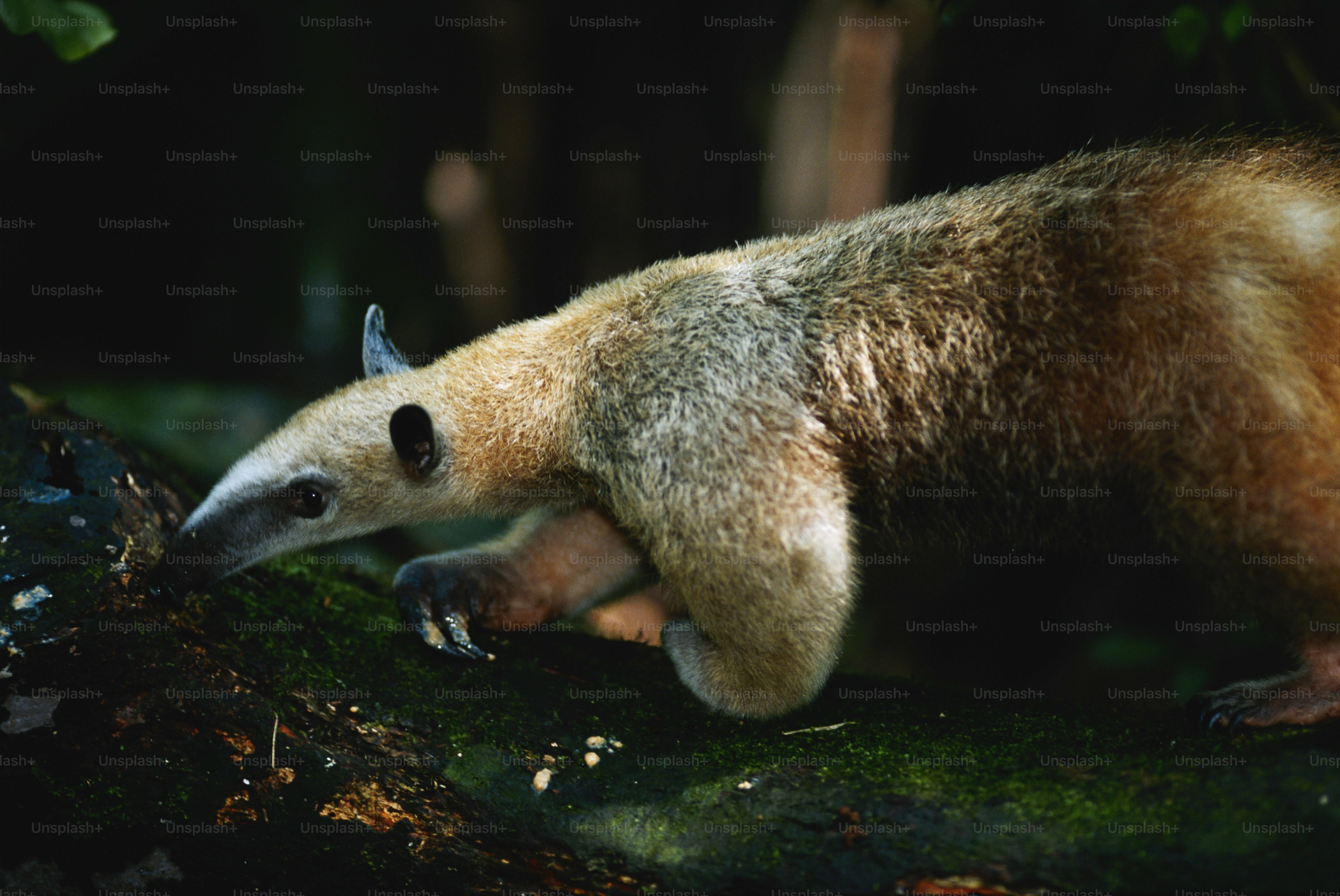 un animal brun et blanc debout sur une branche d’arbre