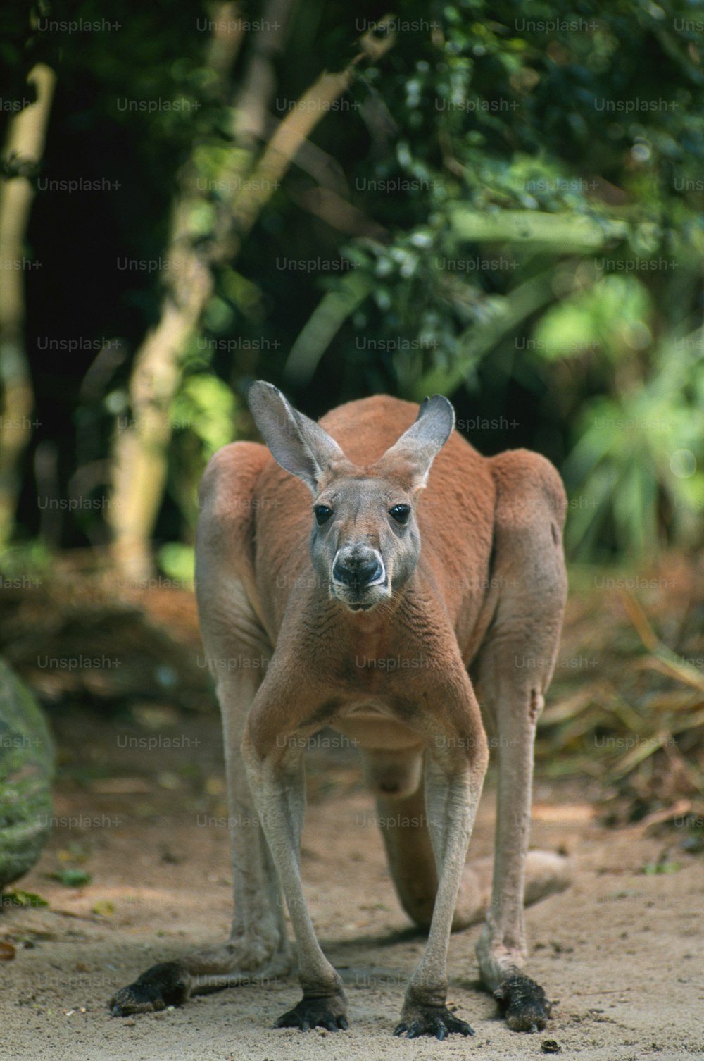 a close up of a kangaroo on a dirt road