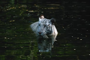 Ein weißer Tiger, der in einem Gewässer schwimmt