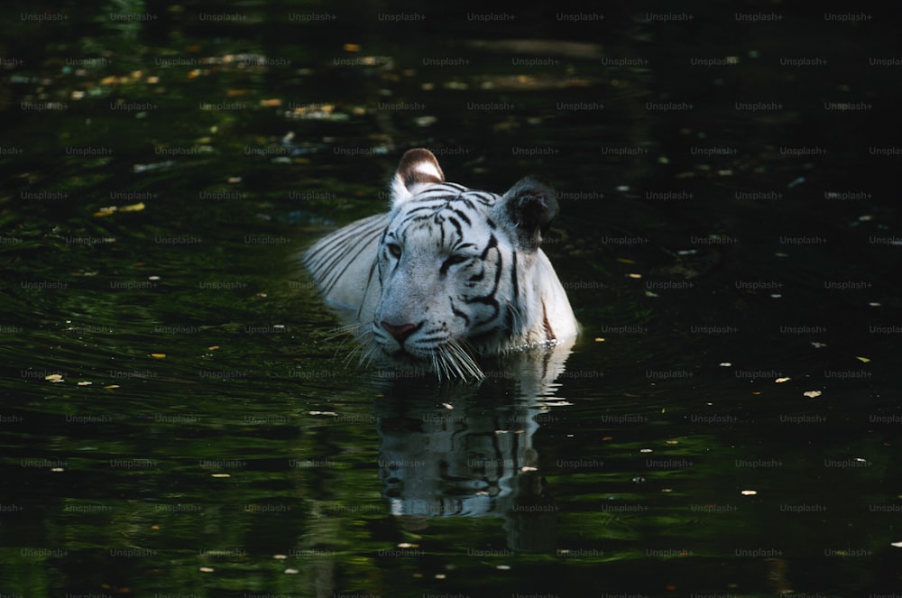 Un tigre blanco nadando en un cuerpo de agua