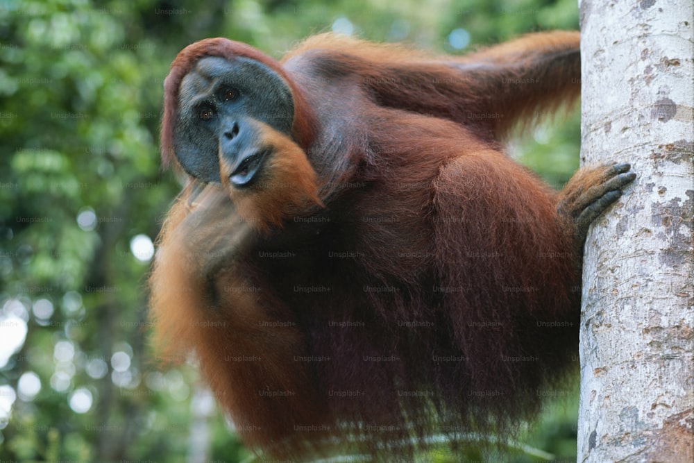 Ein Oranguel, der an einem Baum in einem Wald hängt