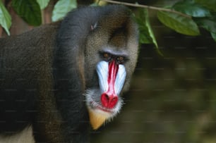 um close up de um macaco com a boca aberta
