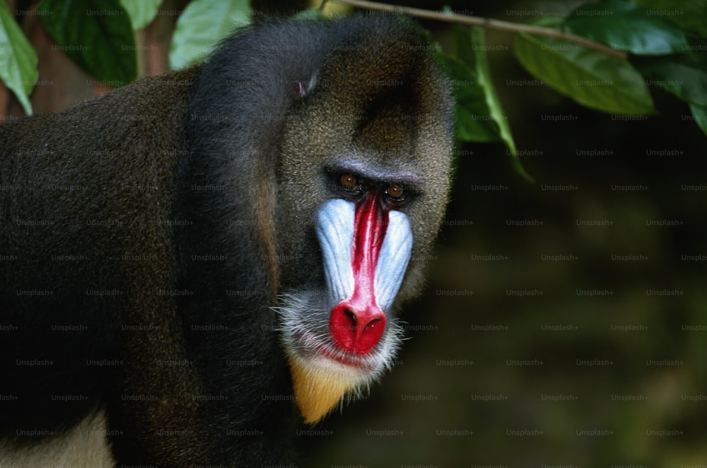 a close up of a monkey with its mouth open