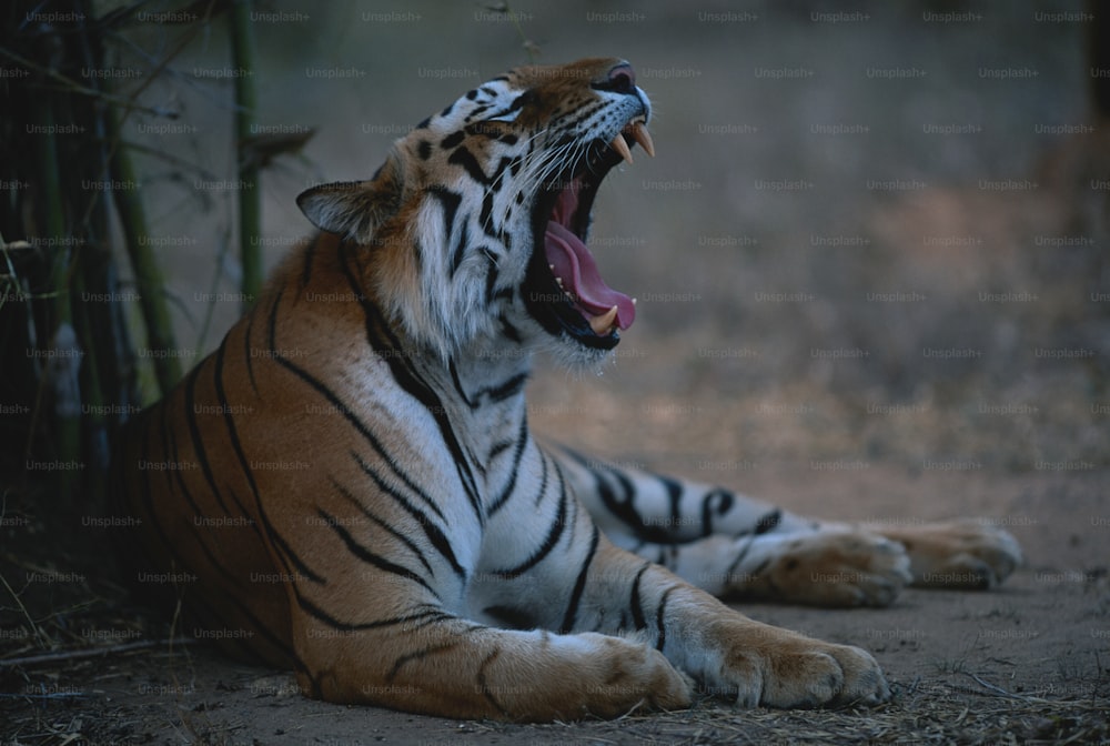 a tiger yawns while laying on the ground