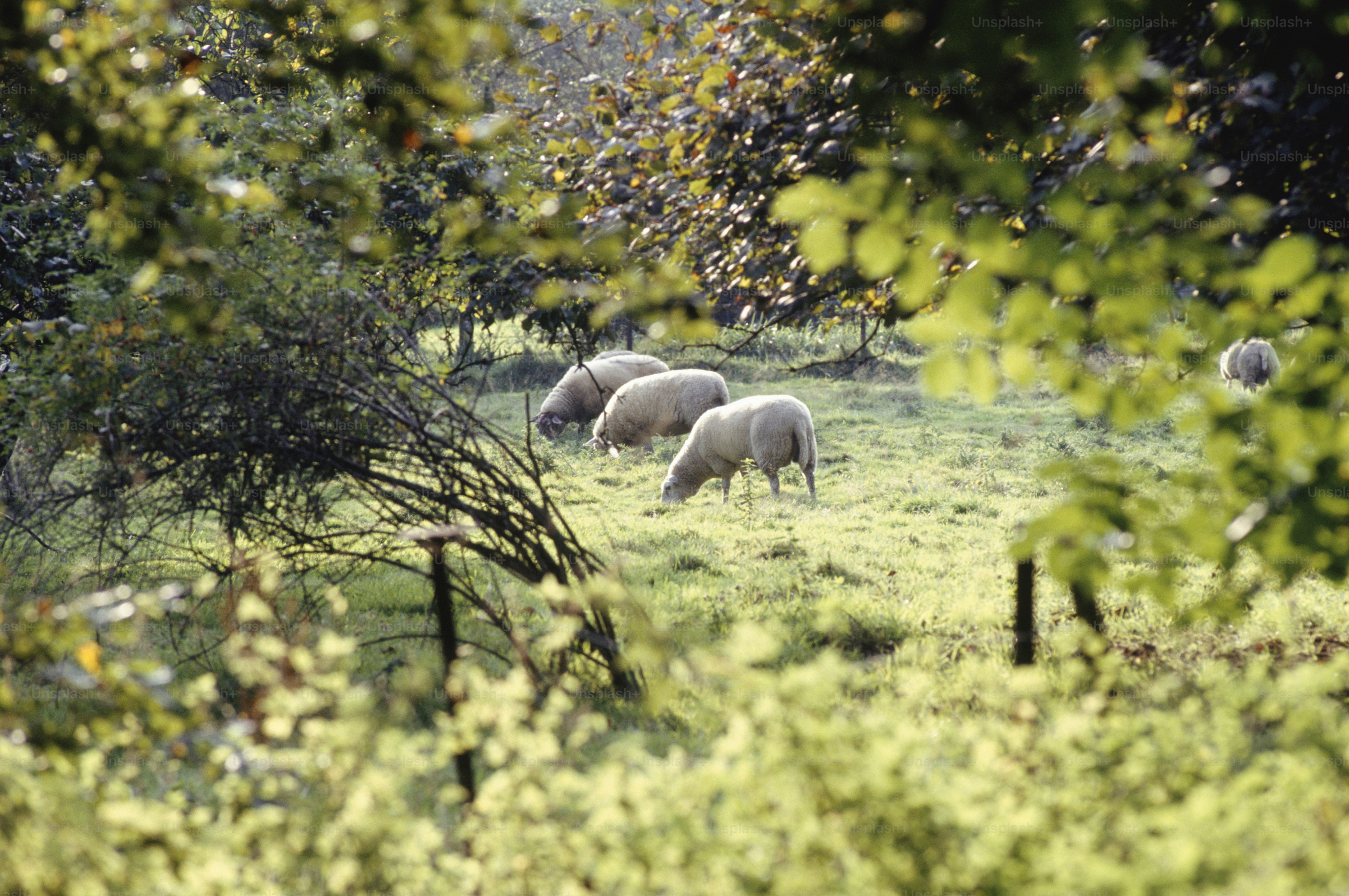 A herd of sheep grazing on a lush green field photo – Day Image on Unsplash