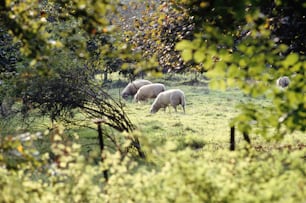 a herd of sheep grazing on a lush green field