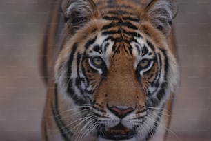 Un primo piano del volto di una tigre con uno sfondo sfocato