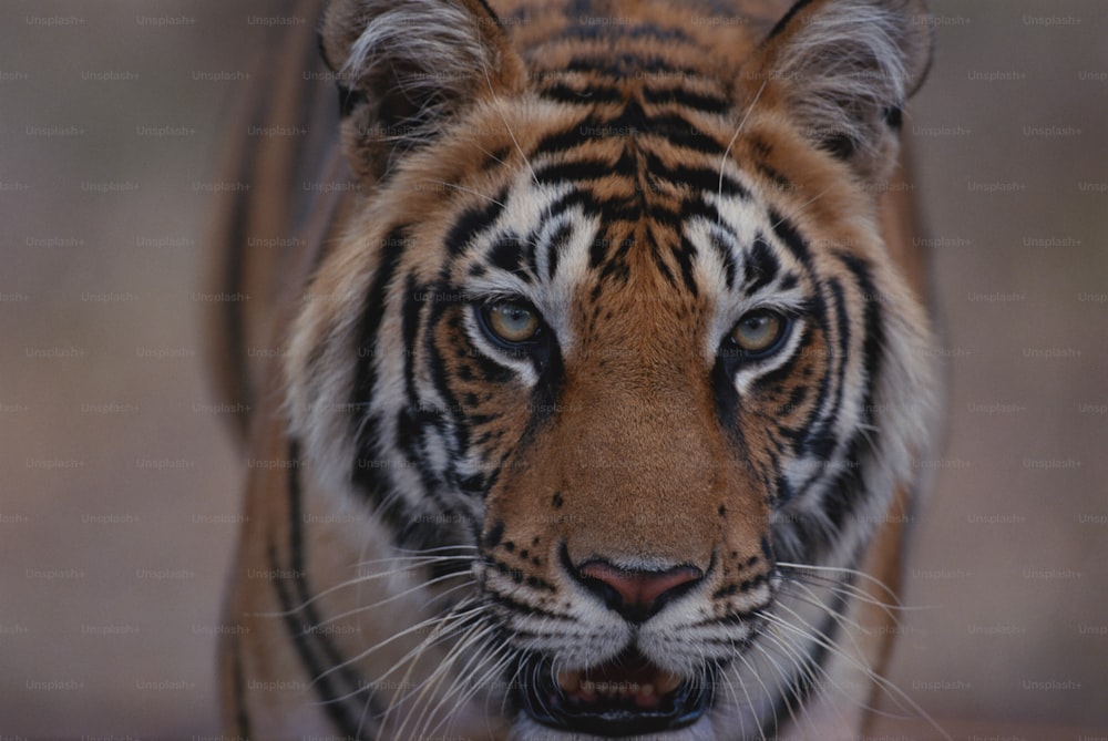 Un primer plano de la cara de un tigre con un fondo borroso