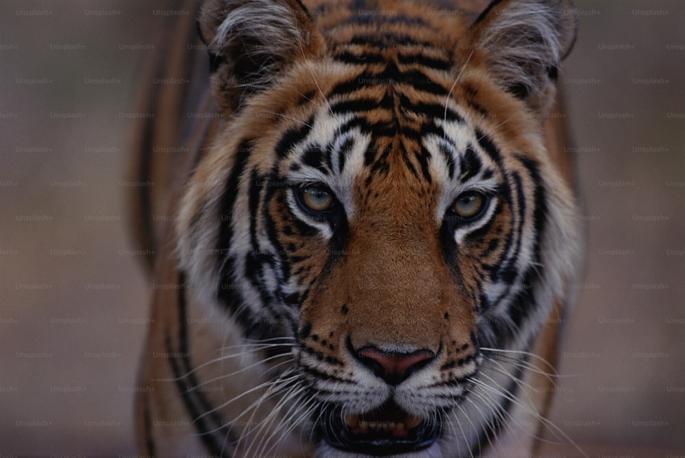 Eine Nahaufnahme des Gesichts eines Tigers mit verschwommenem Hintergrund