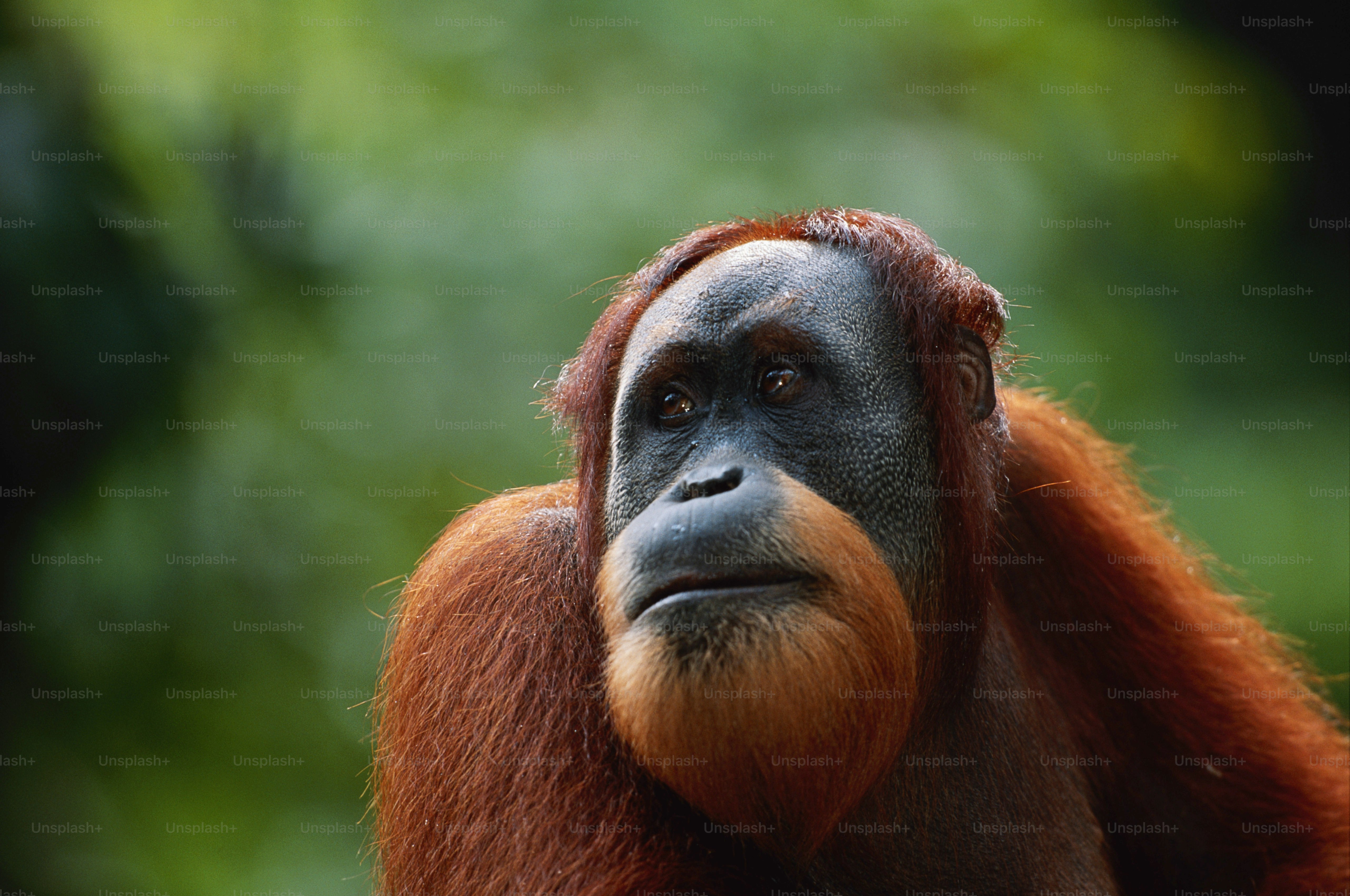 흐릿한 배경을 가진 원숭이의 클로즈업
