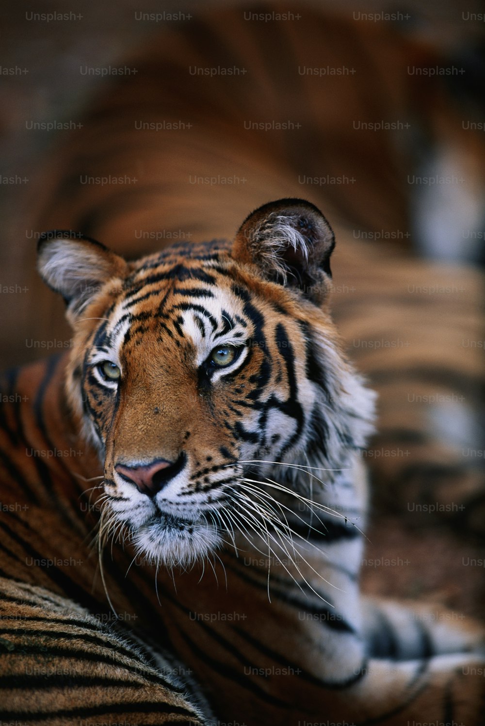 a close up of a tiger laying on a bed