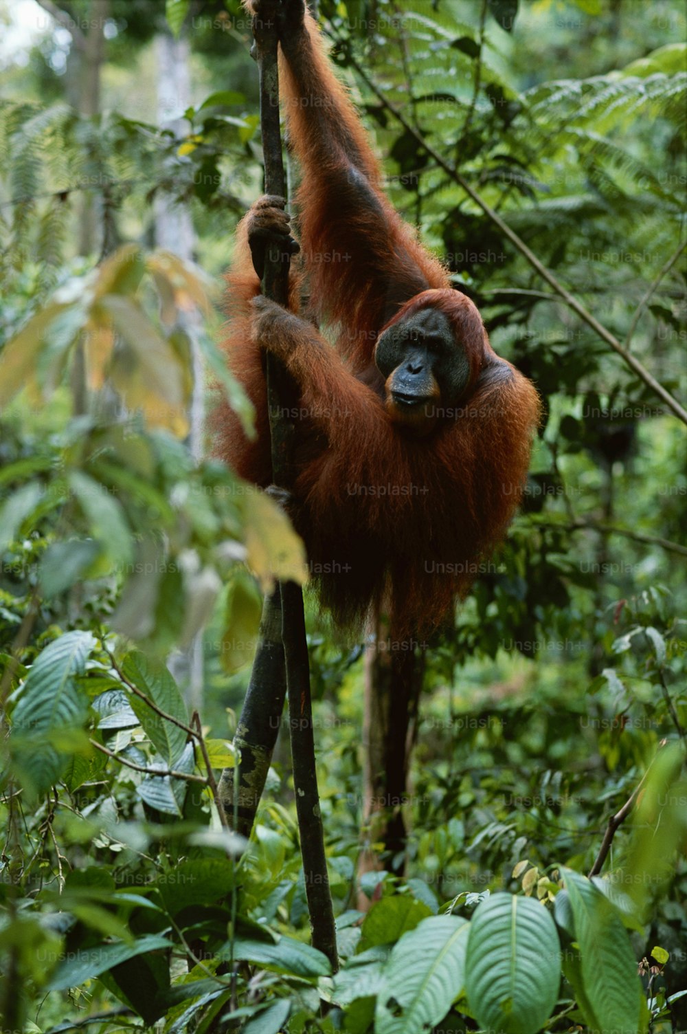 an oranguel hanging from a tree in the jungle