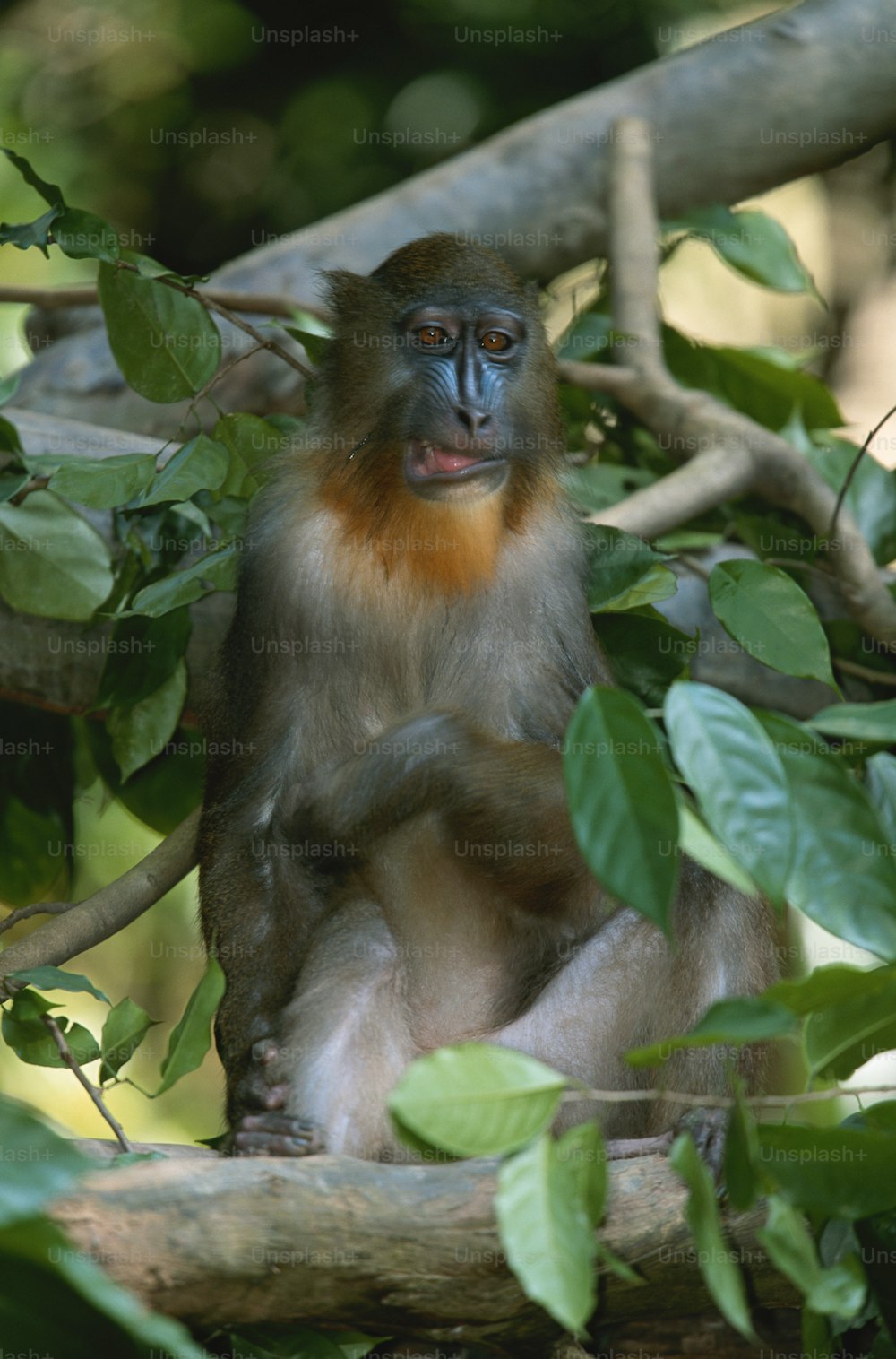 Una scimmia è seduta su un ramo d'albero