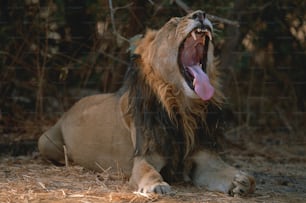 ライオンが草の中に座ってあくびをする