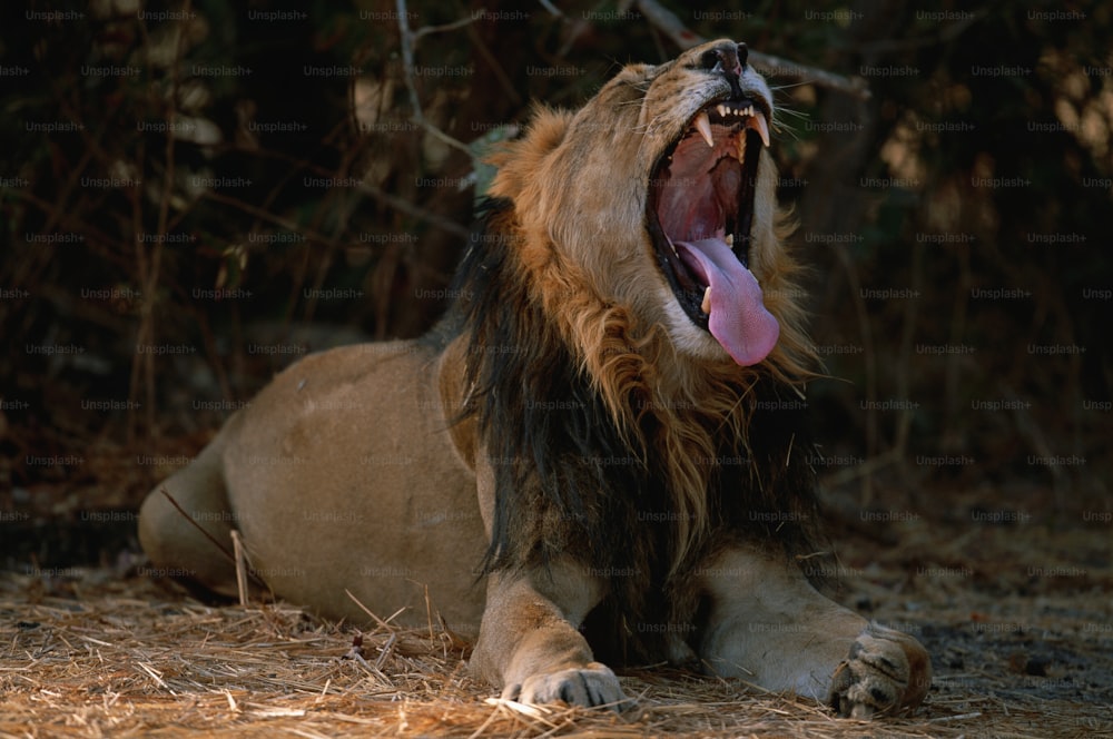 a lion yawns while sitting in the grass