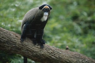 a monkey sitting on top of a tree branch