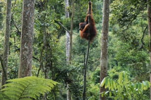 an oranguel hanging from a tree in the jungle