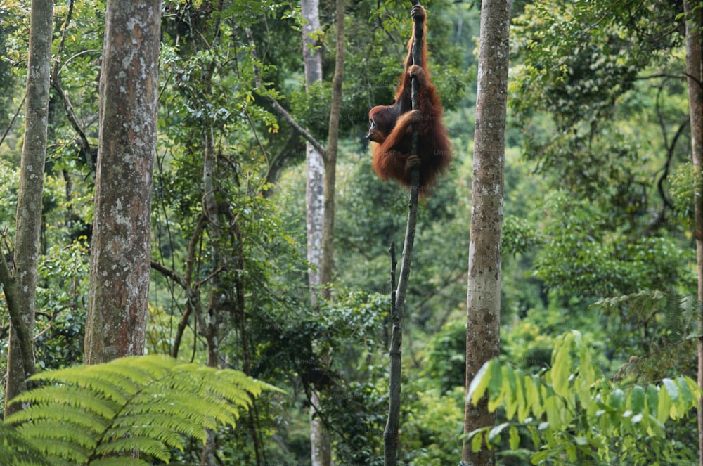 an oranguel hanging from a tree in the jungle