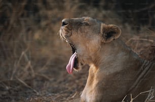 Un león con la boca abierta y la lengua fuera