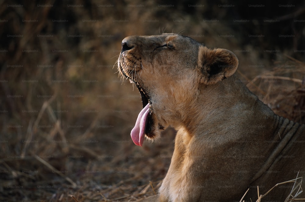 a lion with its mouth open and tongue out