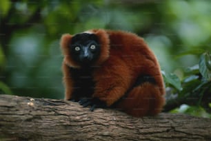 a red and black monkey sitting on a tree branch