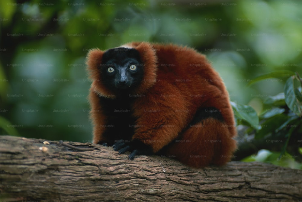 um macaco vermelho e preto sentado em um galho de árvore
