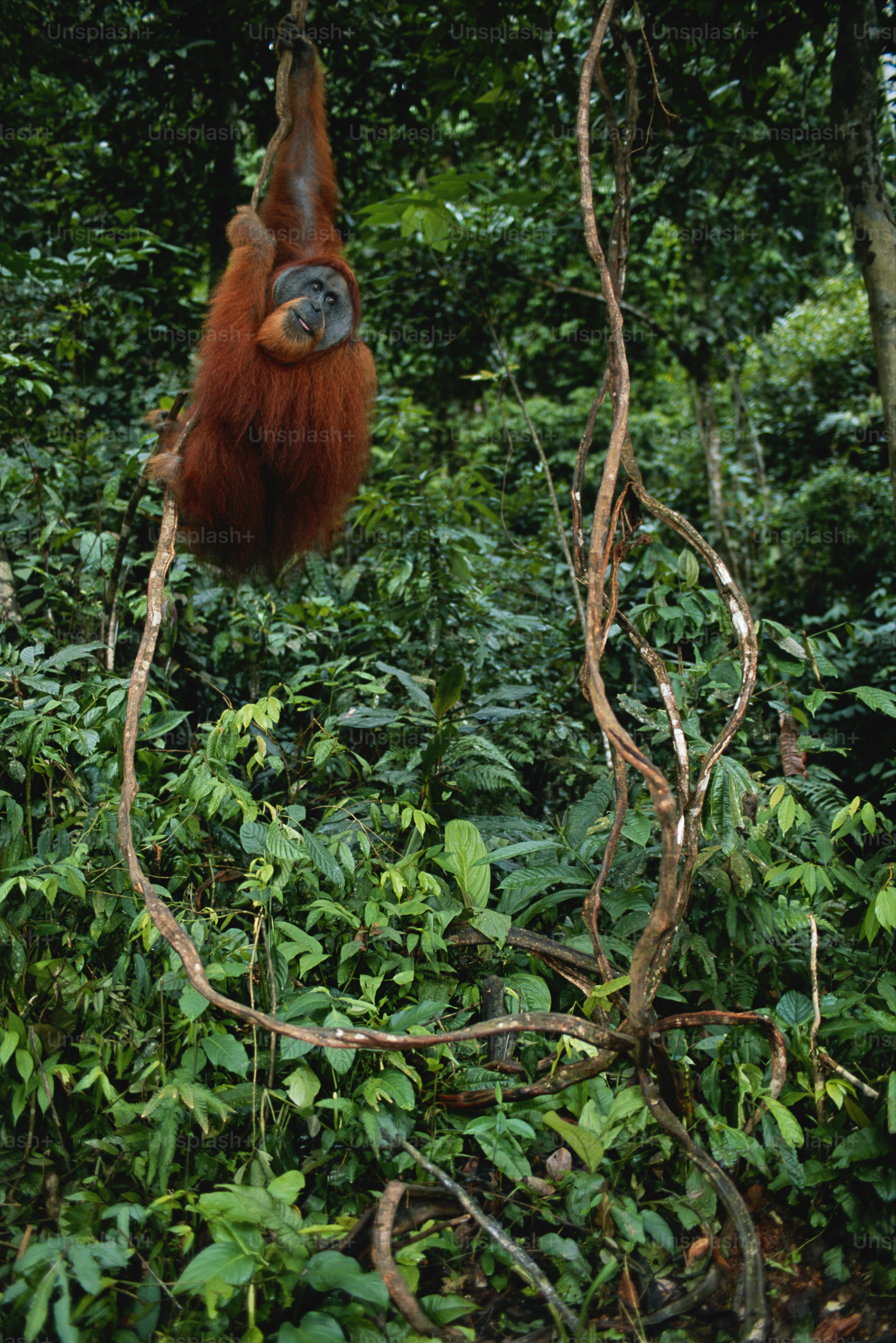 an oranguel hanging from a tree in the jungle