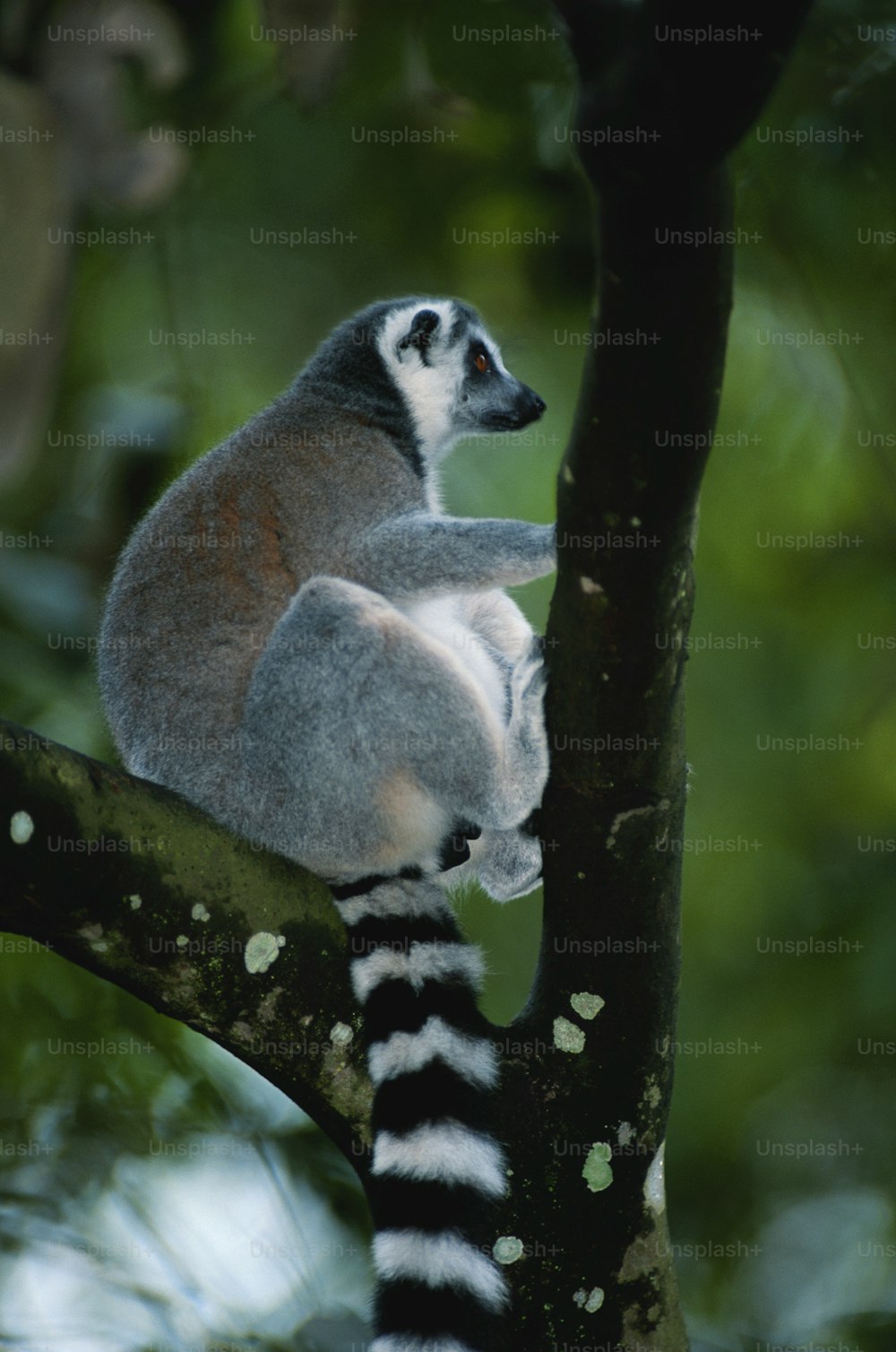 a lemur sitting on top of a tree branch