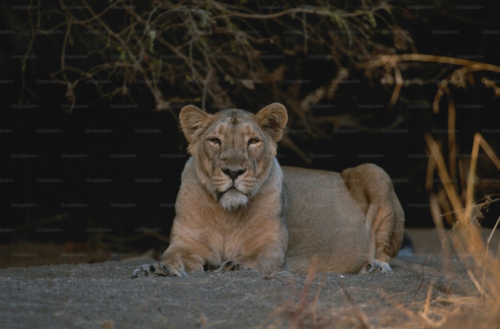 a lion laying down in the middle of a forest