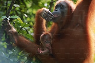 an adult oranguel holding a baby in a tree