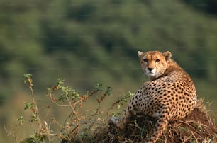 a cheetah sitting on top of a pile of dirt
