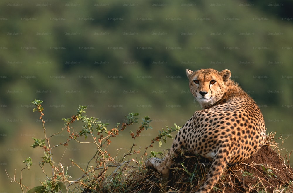 a cheetah sitting on top of a pile of dirt