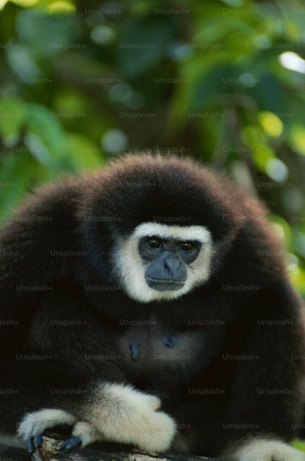 a black and white monkey sitting on top of a tree branch