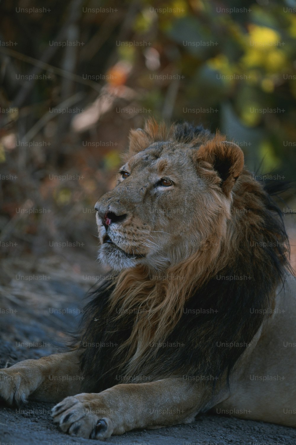 a close up of a lion laying on the ground