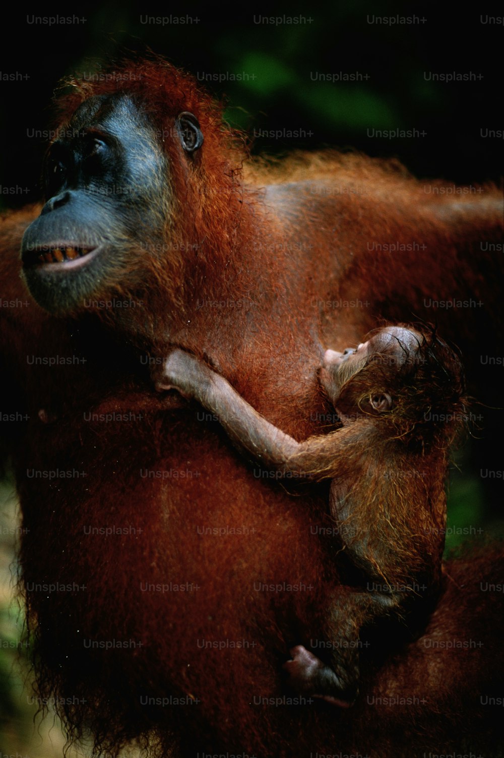 an adult oranguel holding a baby in its arms
