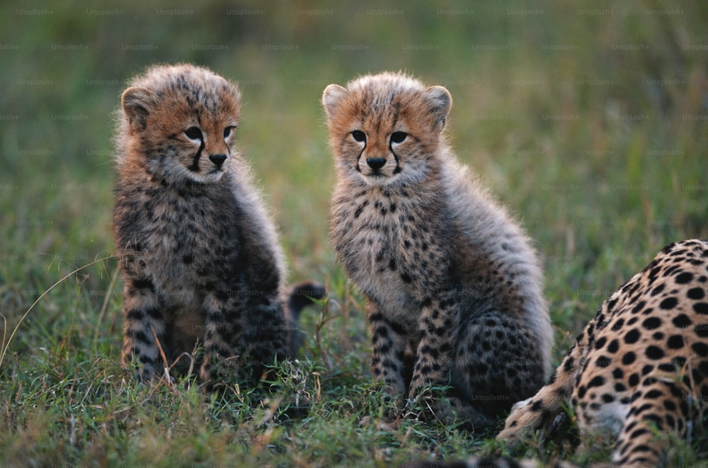 Dos cachorros de guepardo jóvenes sentados en la hierba