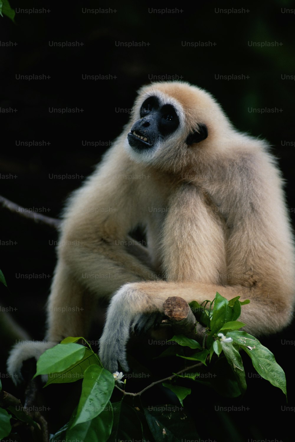 a white and black monkey sitting on a tree branch