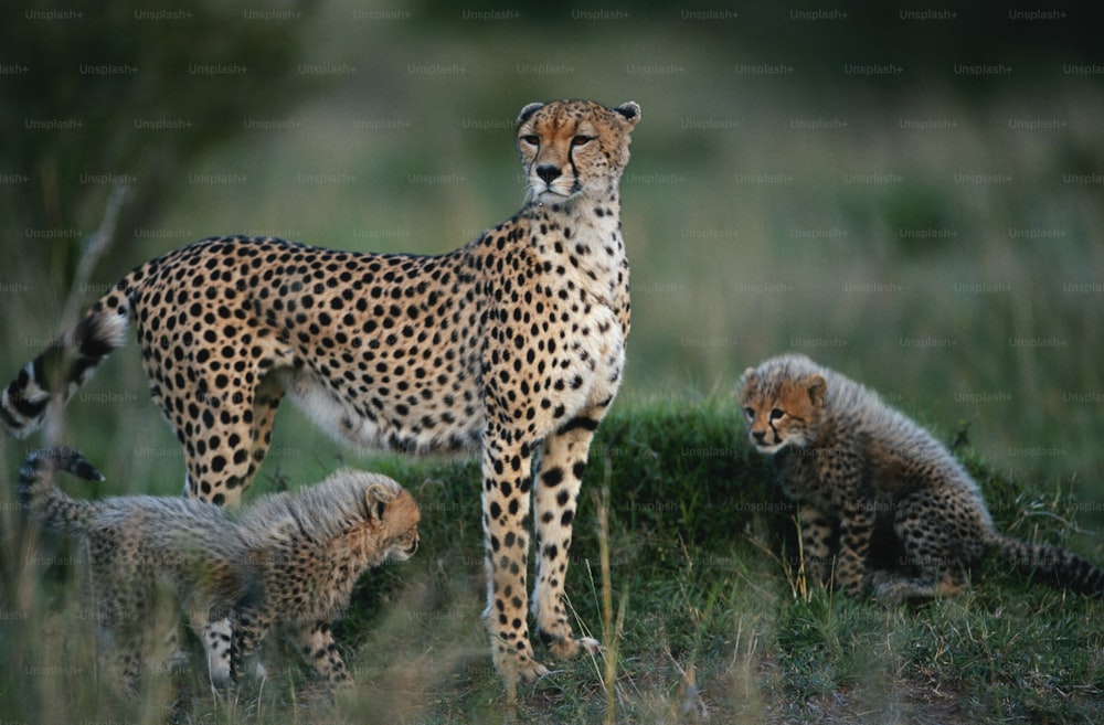 a mother cheetah and her two cubs in the grass