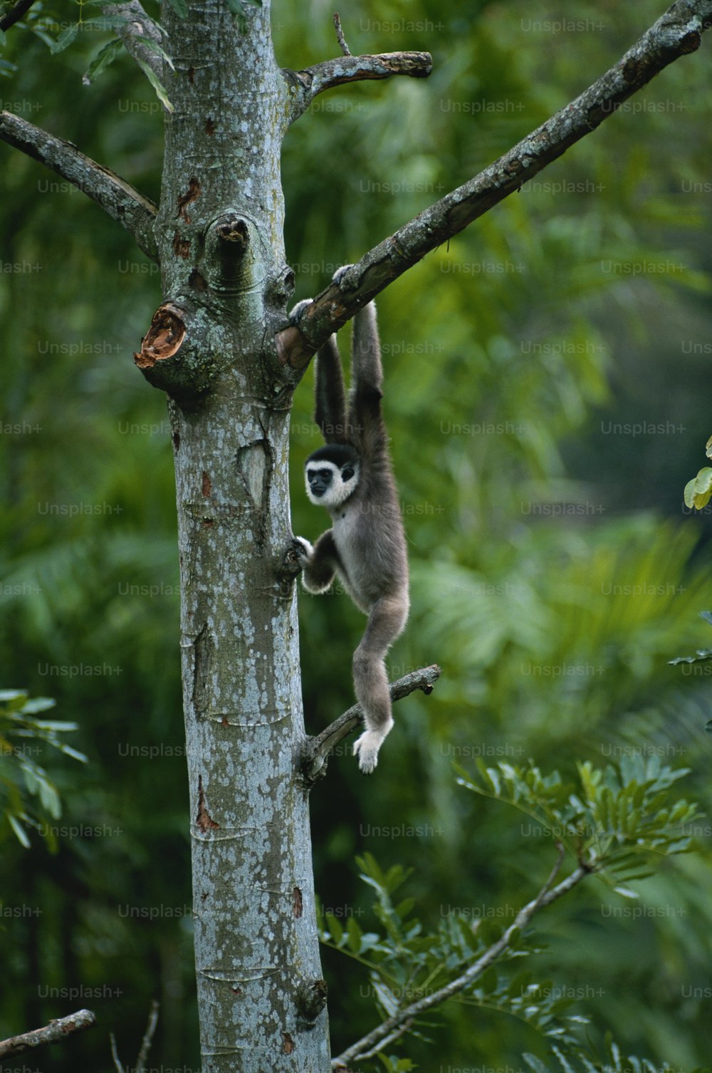 a monkey hanging from a tree in a forest