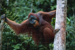 an oranguel hanging from a tree in a forest