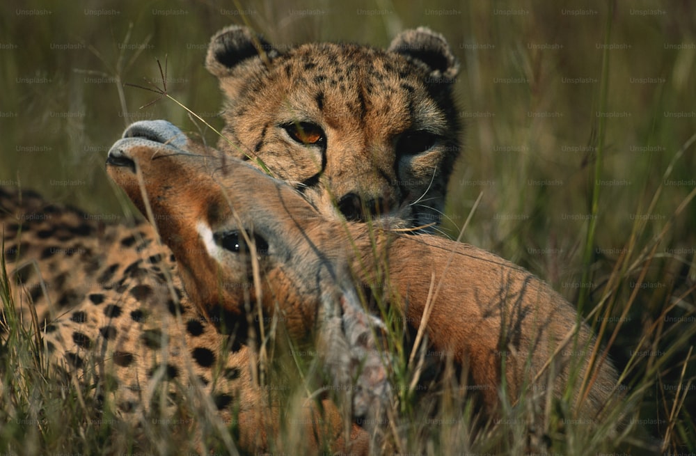 a cheetah laying in the grass with it's head on the back