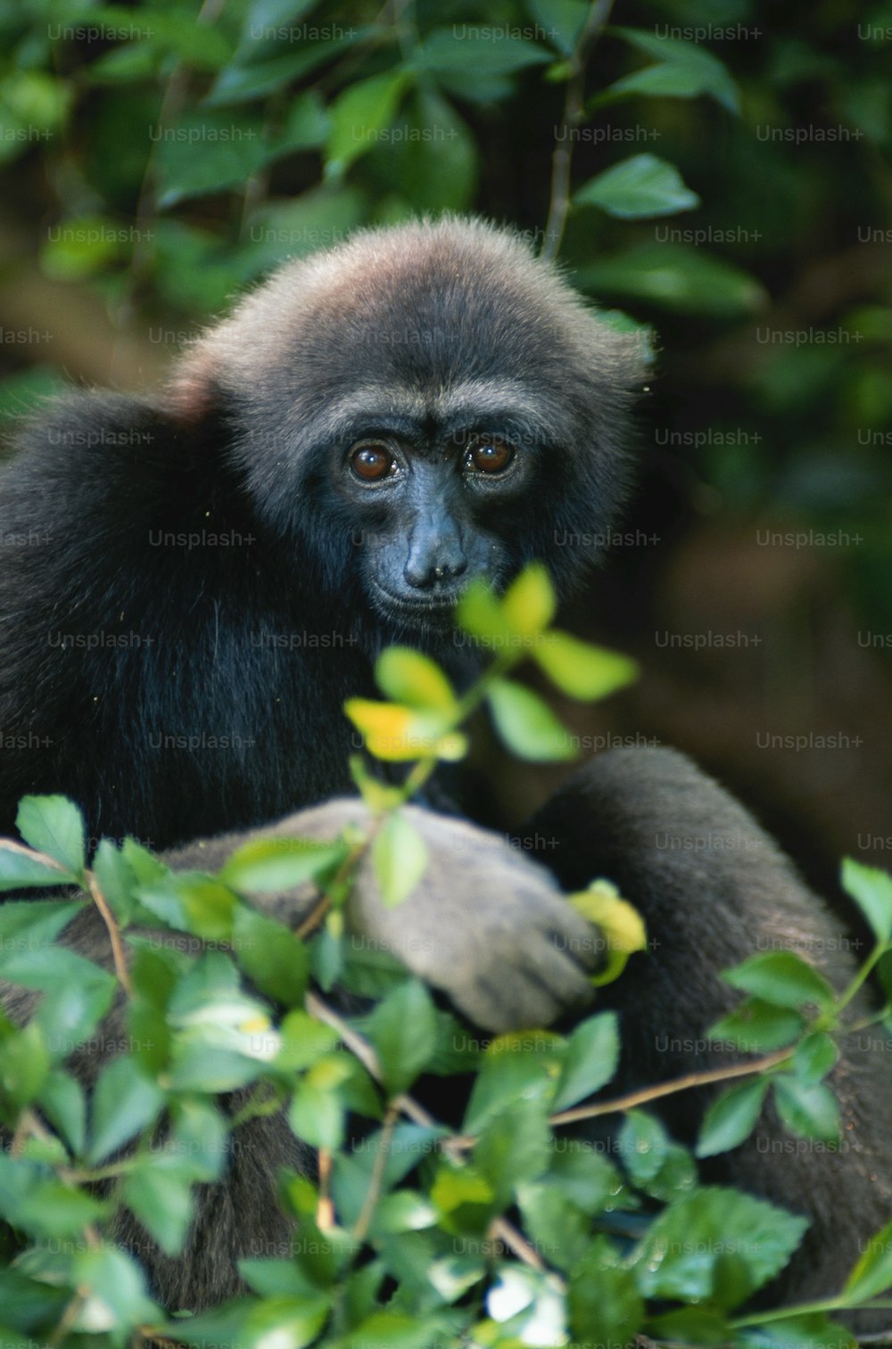 a black and white monkey sitting on top of a tree