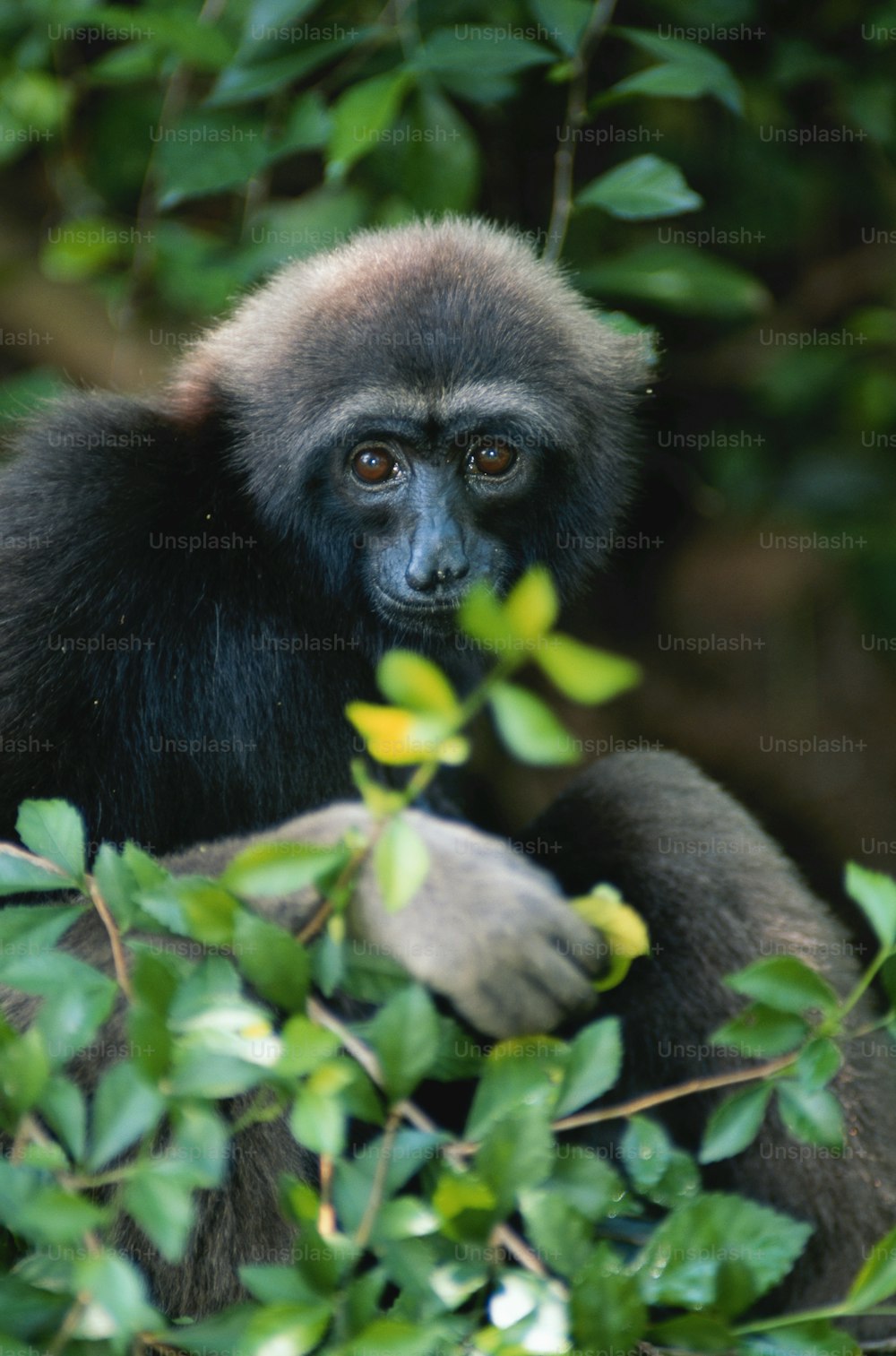 Una scimmia in bianco e nero seduta sulla cima di un albero