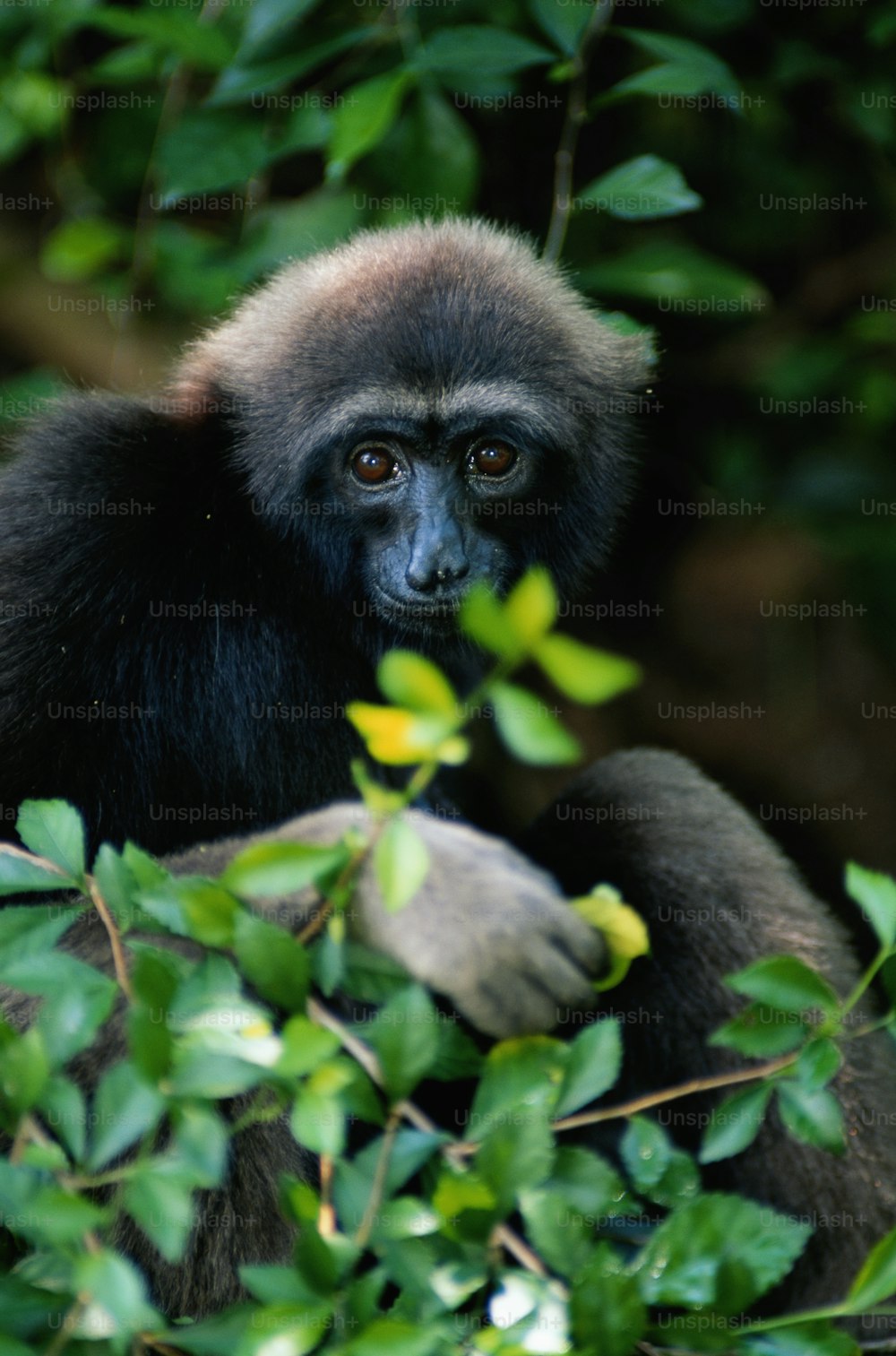 Un singe noir et blanc assis au sommet d’un arbre