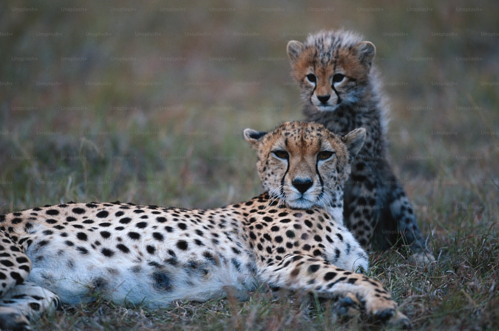 a couple of cheetah laying on top of a grass covered field