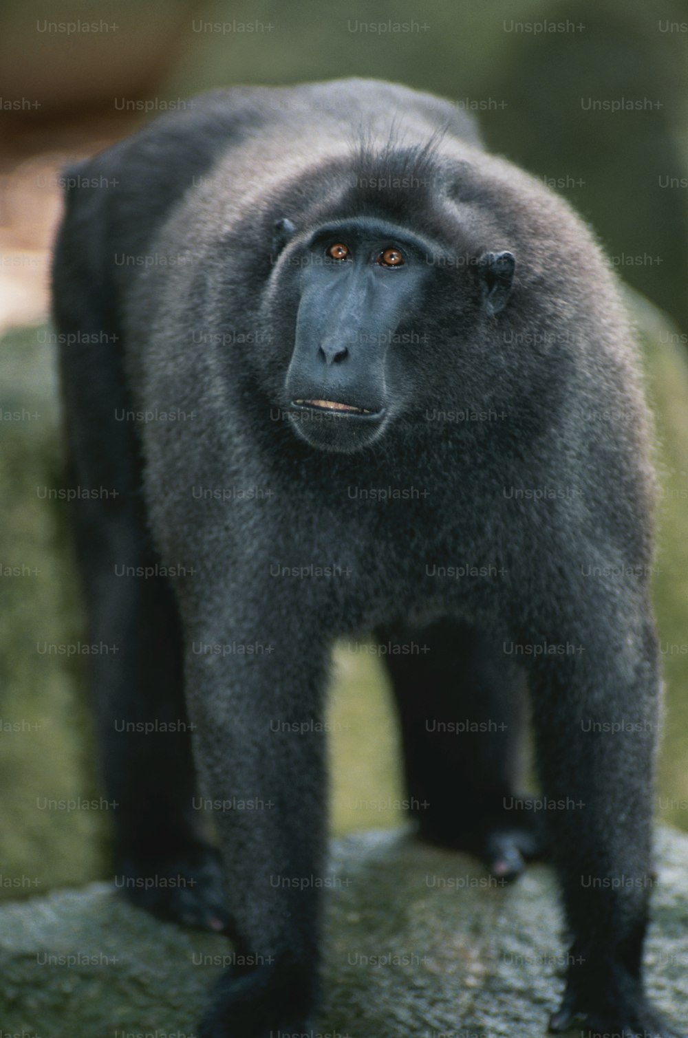 a close up of a monkey on a rock