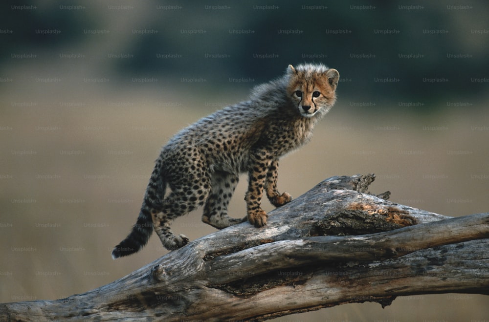 Un piccolo ghepardo in piedi sulla cima di un ramo di un albero