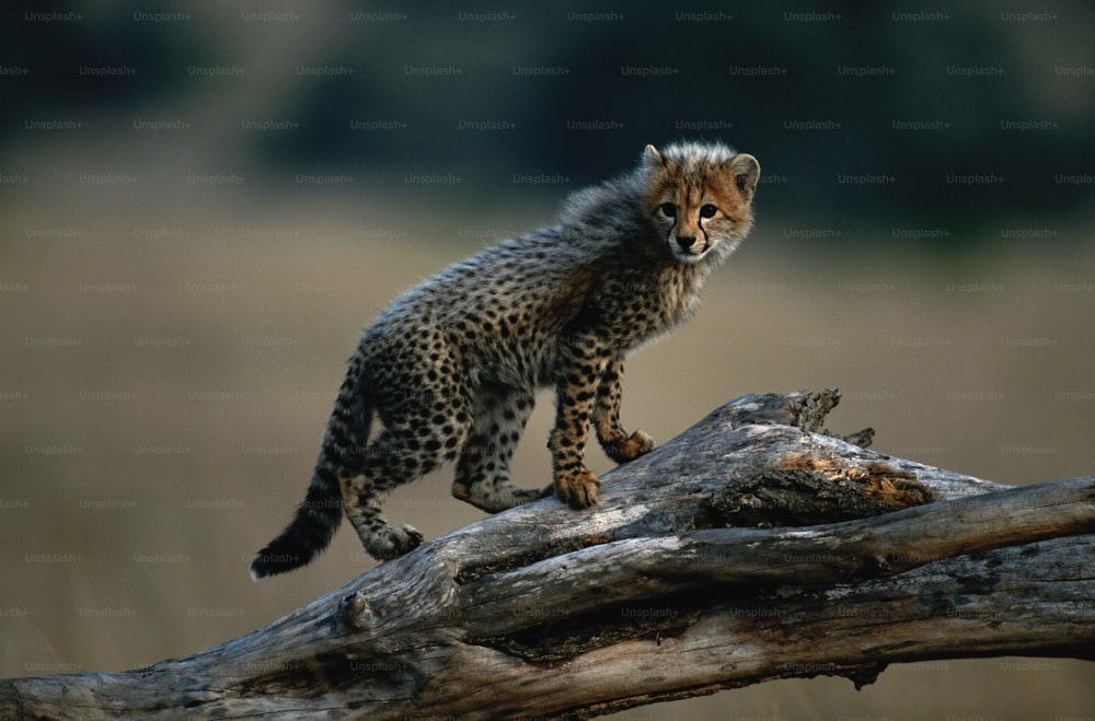 a small cheetah standing on top of a tree branch