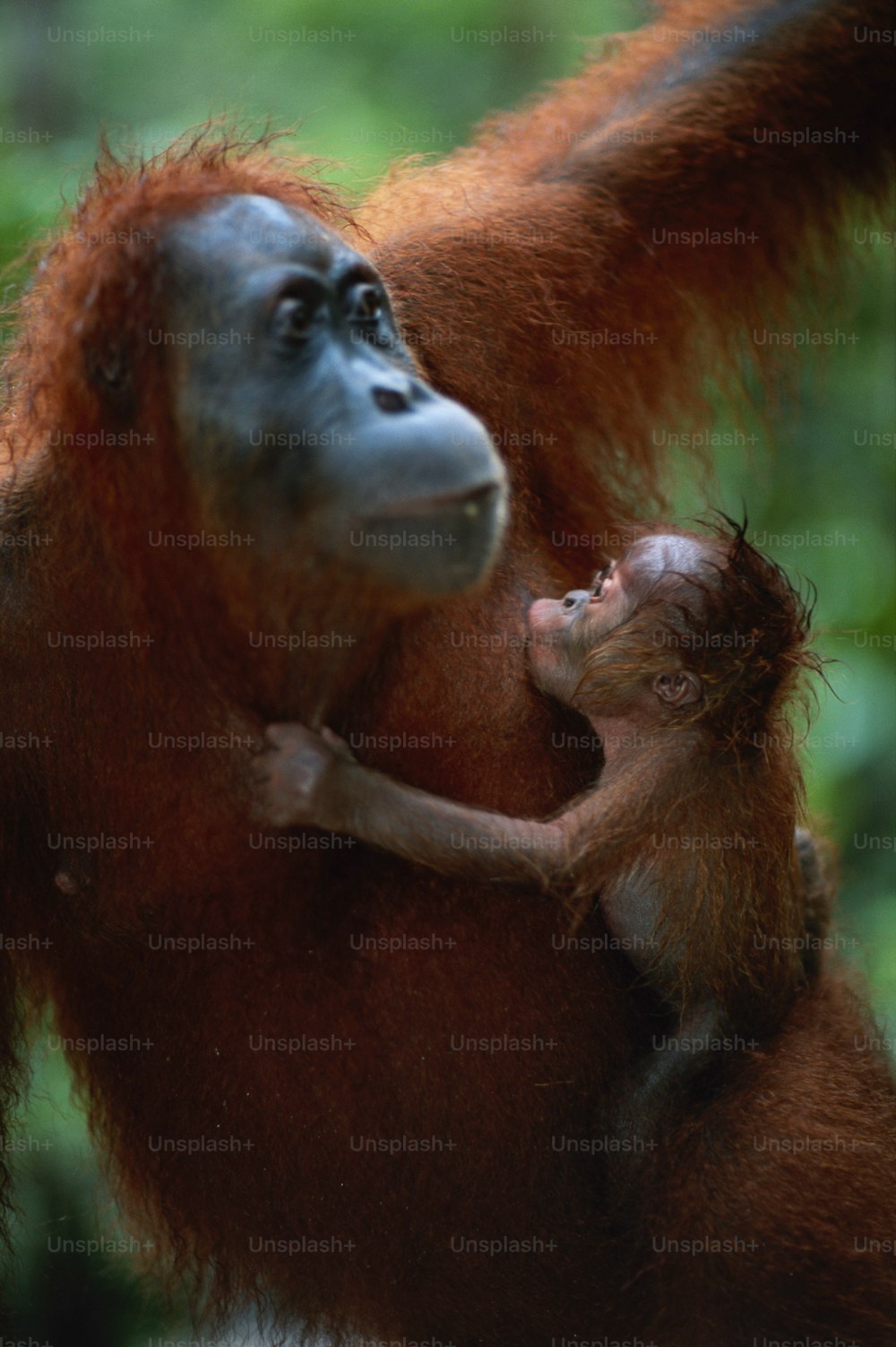 a baby oranguel holding on to an adult oranguel