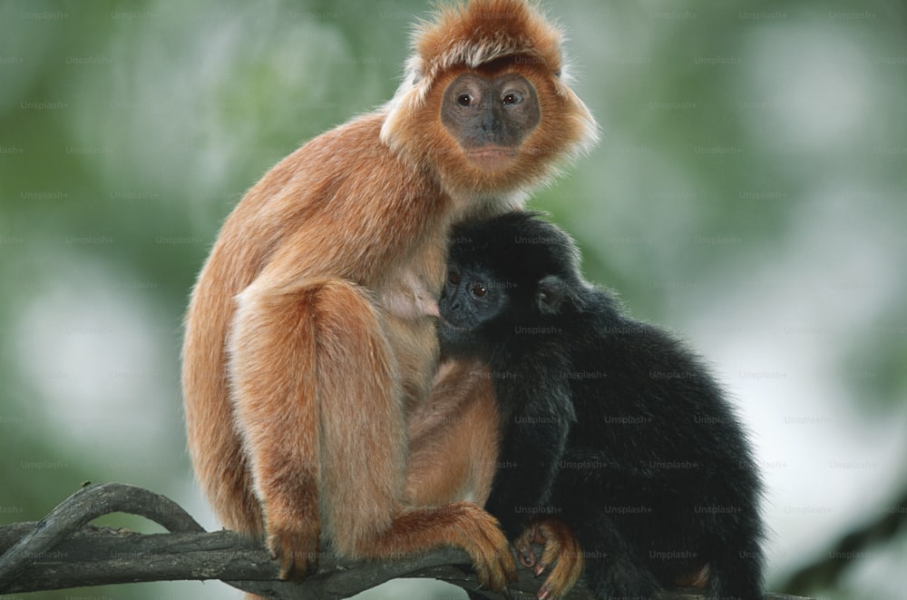 un singe assis au sommet d’un arbre à côté d’un bébé singe